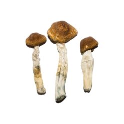 prices of mdma​