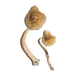 mdma sex stories​