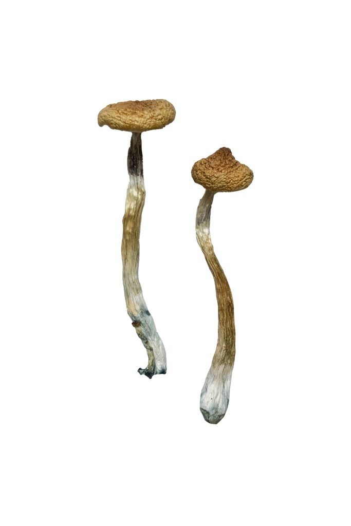 buy psilocybe mushroom