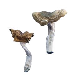 mdma dosage reddit