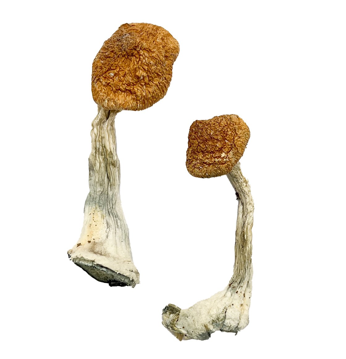 buy hallucinogenic mushrooms online