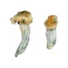 buying psychedelic mushrooms online