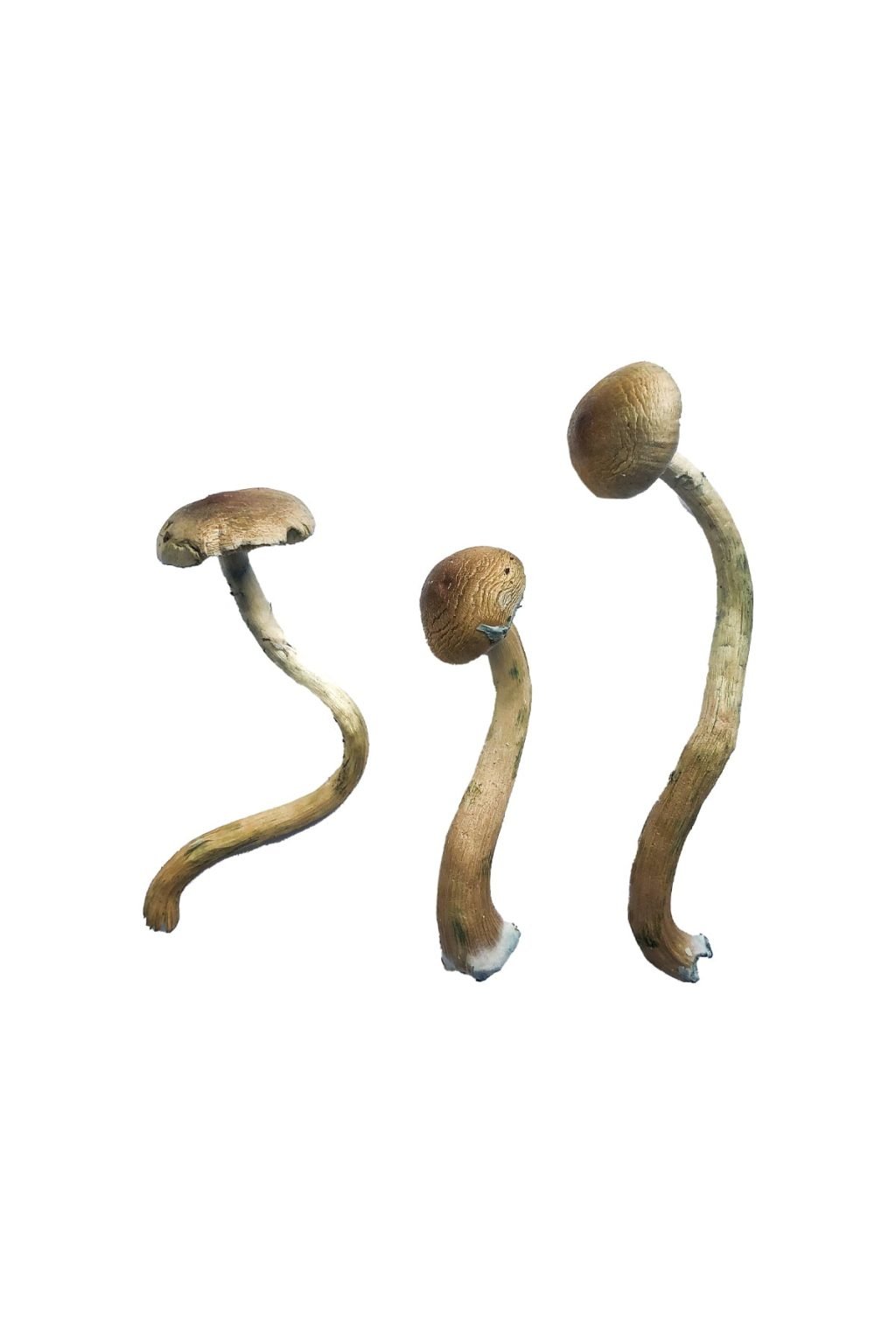 buying psychedelic mushrooms