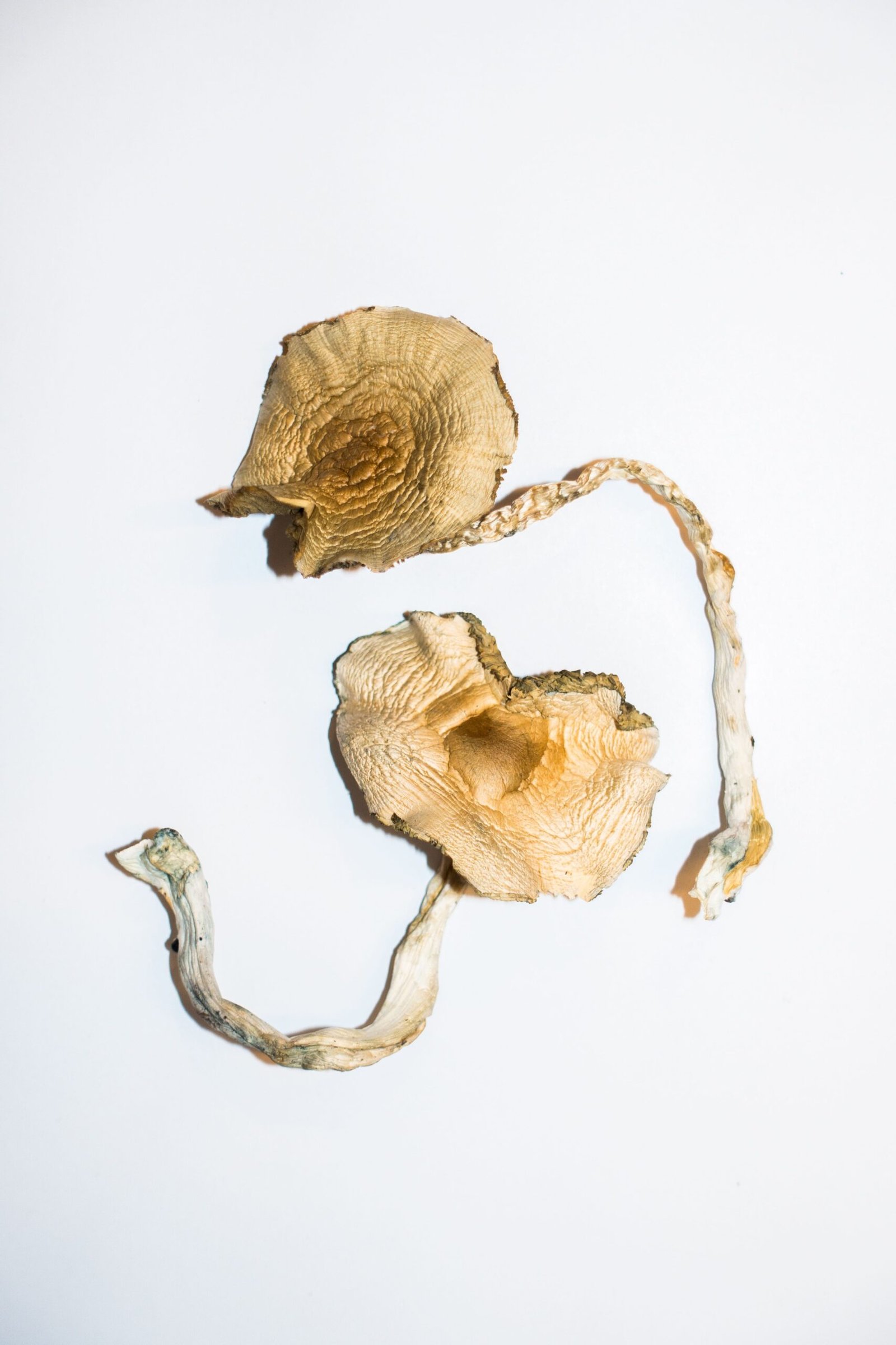 buy magic mushroom spores