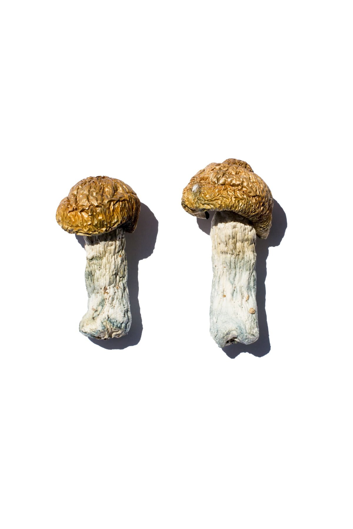 where can i get magic mushrooms