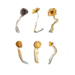 shrooms kit​