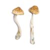 have a good trip adventures in psychedelics