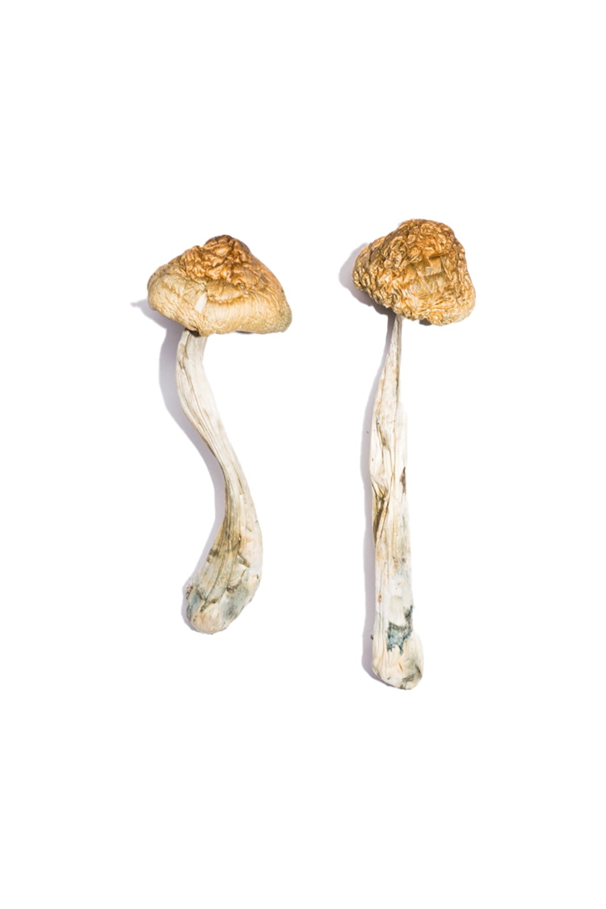 have a good trip adventures in psychedelics