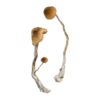 where can i buy psilocybin mushrooms