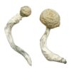 can u eat raw mushrooms